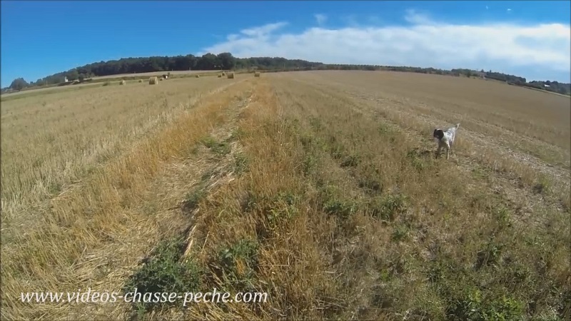 chasse faisan avec Setter Anglais